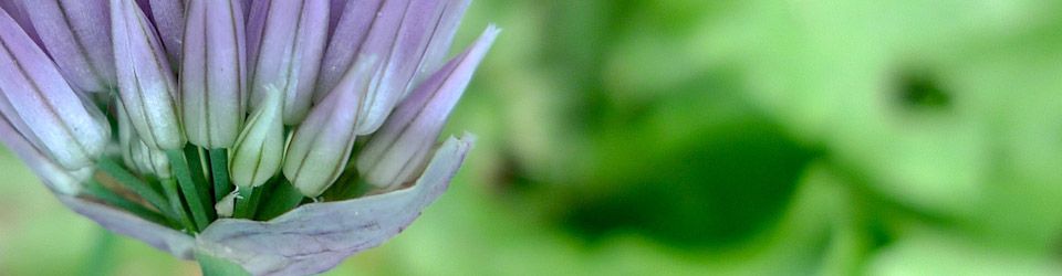 Wildkräuter nutzen, Wildkräuter suchen, Natur erleben, Achtsamkeit, Naturmeditation